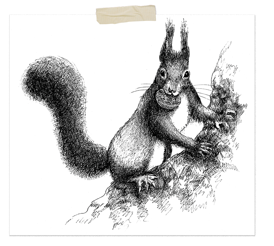 Ein gezeichnetes freches Eichhörnchen in schwarz weiss